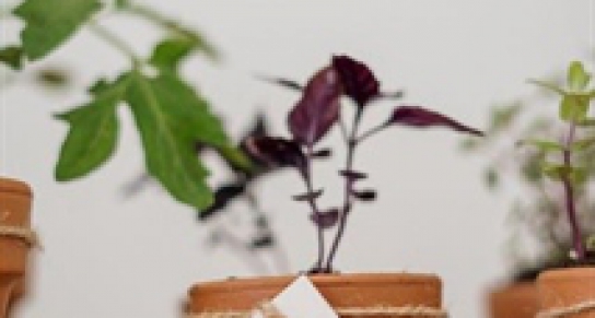 Đổi mới để tạo tác động: Xu hướng công nghệ bền vững cần theo dõi vào năm 2024 (Phần 2)