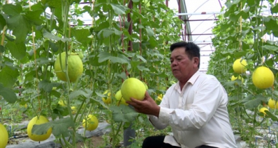 Khởi nghiệp trồng dưa lưới trong nhà màng, rủi ro ít, thu hồi vốn nhanh